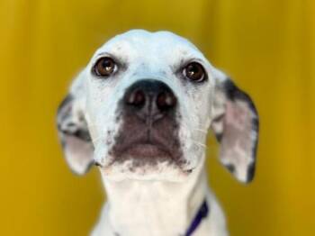 Elena -  Pit Bull Terrier and Mixed Breed Dog for Adoption in Portland, Oregon - Elena | PetCurious