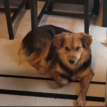 Ruby -  Australian Shepherd Dog for Adoption in Alexandria, Virginia - Ruby | PetCurious