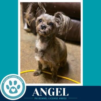 Angel 071826 -  Shih Tzu Dog for Adoption in Kimberton, Pennsylvania - Angel 071826 | PetCurious