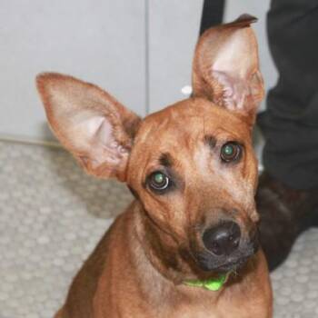 Nashlee -  Mixed Breed Dog for Adoption in Elk Grove Village, Illinois - Nashlee | PetCurious