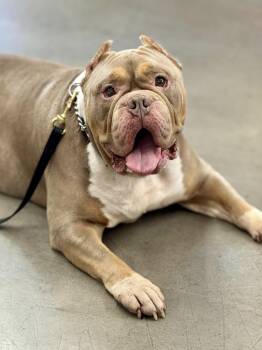Rescue American Bully Dogs for Adoption in San Francisco, California - Rocky | PetCurious