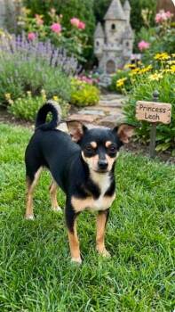 Princess Leah in TX -  Chihuahua Dog for Adoption in Cranston, Rhode Island - Princess Leah In TX | PetCurious