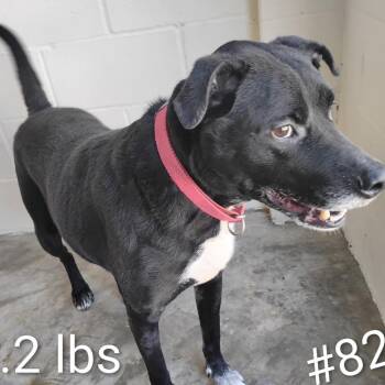 Black Labrador Retriever and Mixed Breed Dogs Available for Adoption in Loxahatchee Groves, Florida - CHARLIE | PetCurious