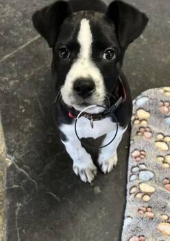 Rescue American Staffordshire Terrier and Black Labrador Retriever Dogs for Adoption in Santa Clara, California - Riot | PetCurious