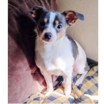 Ralph -  Chihuahua Dog for Adoption - Ralph | PetCurious
