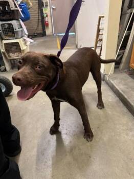 ANGELO -  Labrador Retriever and Pit Bull Terrier Dog for Adoption in Burbank, California - ANGELO | PetCurious