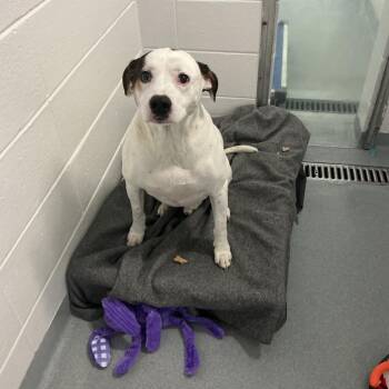 Eddie -  Mixed Breed Dog for Adoption in Spruce Pine, North Carolina - Eddie | PetCurious