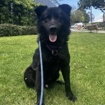 Australian Shepherd and Shepherd Dogs Available for Adoption in Newport Beach, California - Duggan | PetCurious