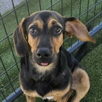 Beagle Dogs Available for Adoption in Hopkinsville, Kentucky - Prue | PetCurious