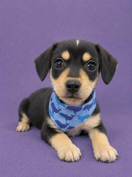 Dante -  Chihuahua and Miniature Pinscher Dog for Adoption in Lodi, California - Dante | PetCurious
