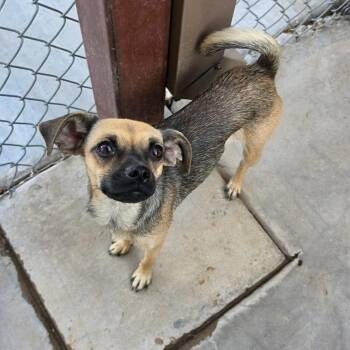 Kylie -  Chihuahua and Pug Dog for Adoption in Boulder, Colorado - Kylie | PetCurious