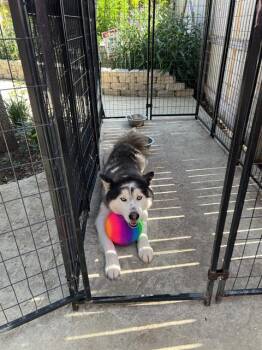 Rescue Husky Dogs for Adoption in San Antonio, Texas - EMO | PetCurious