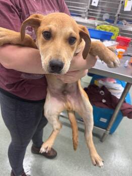 Labrador Retriever and Australian Shepherd Dogs Available for Adoption - Jake Sully | PetCurious