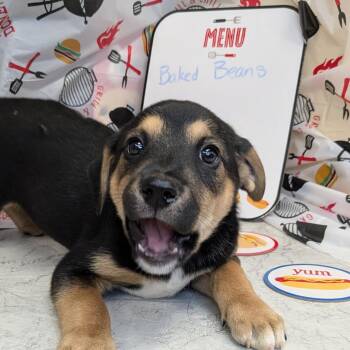 Mixed Breed Dogs Available for Adoption in Huntsville, Arkansas - Baked Beans | PetCurious