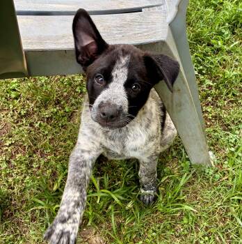 Sugar Cube -  Cattle Dog Dog for Adoption in Albany, New York - Sugar Cube | PetCurious