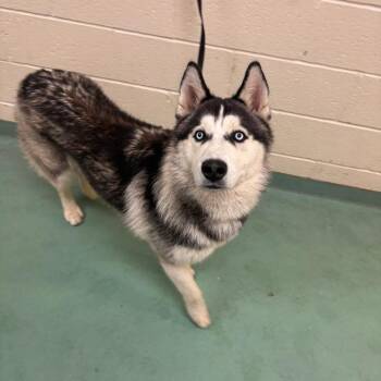 Mixed Breed Dogs Available for Adoption in Memphis, Tennessee - Fluffy McStuffin | PetCurious