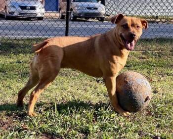 Labrador Retriever Dogs Available for Adoption - Savannah | PetCurious
