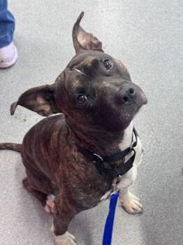 Ezekiel -  Mixed Breed Dog for Adoption in West Chester, Pennsylvania - Ezekiel | PetCurious
