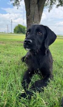 Sonic -  Poodle and Labrador Retriever Dog for Adoption in Dalworthington Gardens, Texas - Sonic | PetCurious
