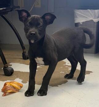 April -  Labrador Retriever Dog for Adoption in Carmel Hamlet, New York - April | PetCurious