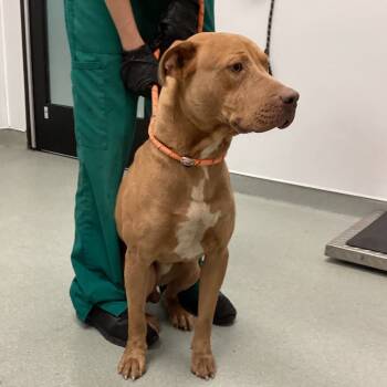 Rescue Pit Bull Terrier Dogs for Adoption in Abilene, Texas - Bruce | PetCurious