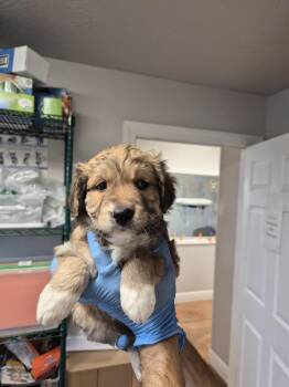 Hoover -  Australian Shepherd and Great Pyrenees Dog for Adoption in Bolivar, Missouri - Hoover | PetCurious