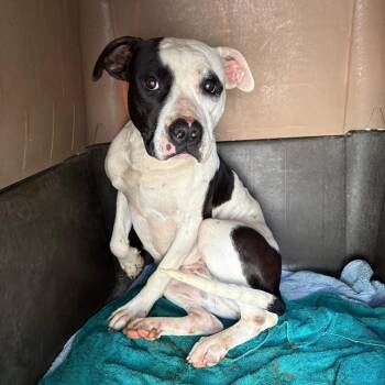 Pit Bull Terrier Dogs Available for Adoption in Turlock, California - Zinnia | PetCurious