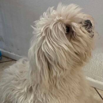Max Cesar OS NV -  Shih Tzu Dog for Adoption in Las Vegas, Nevada - Max Cesar OS NV | PetCurious