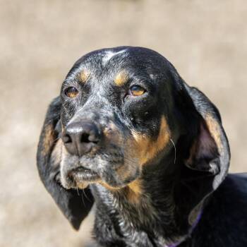 Hound Dogs Available for Adoption in Hilton Head Island, South Carolina - Sassafras | PetCurious