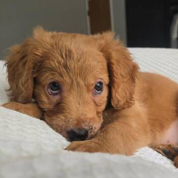 Button -  Golden Retriever and Poodle Dog for Adoption in Dayton, Ohio - Button | PetCurious