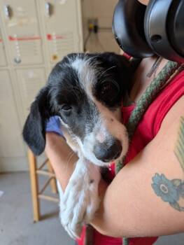 Rescue Mixed Breed Dogs for Adoption in Leander, Texas - Hermes | PetCurious