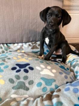 Sylvan -  Labrador Retriever and Mixed Breed Dog for Adoption in Jackson, Tennessee - Sylvan | PetCurious