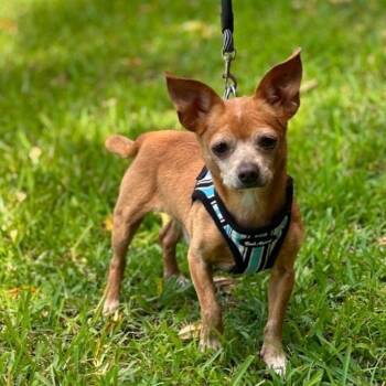 Bebe -  Chihuahua and Mixed Breed Dog for Adoption in Jupiter, Florida - Bebe | PetCurious