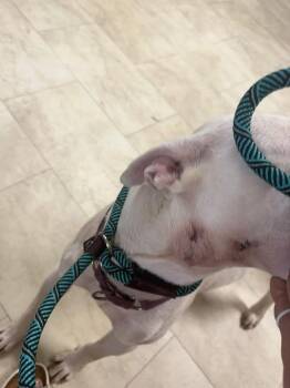 Bull Terrier Dogs Available for Adoption in Syracuse, New York - Marcus | PetCurious