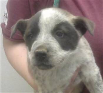 Australian Cattle Dog Blue Heeler and Mixed Breed Dogs Available for Adoption - CEDAR | PetCurious