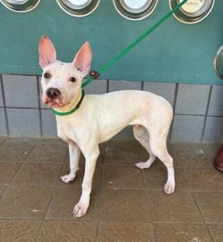 Marty -  Mixed Breed Dog for Adoption in Honolulu, Hawaii - Marty | PetCurious