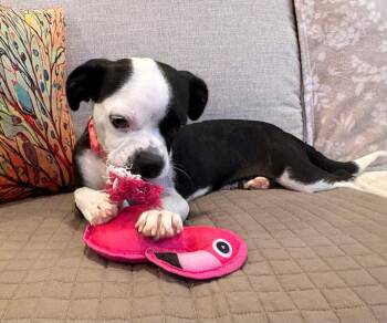 Cherry -  Boston Terrier Dog for Adoption in Collingswood, New Jersey - Cherry | PetCurious