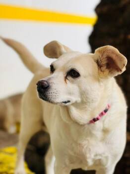 ANASTASIA -  Labrador Retriever and Corgi Dog for Adoption in Langley Township, British Columbia - ANASTASIA | PetCurious