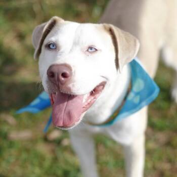 ELEANOR -  Labrador Retriever Dog for Adoption in San Antonio, Texas - ELEANOR | PetCurious