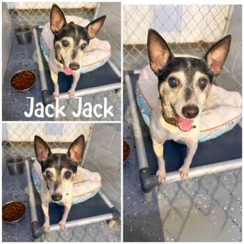 Jack Jack -  Jack Russell Terrier Dog for Adoption in Saint James, Missouri - Jack Jack | PetCurious