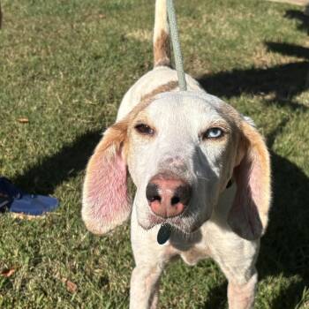 Bandit -  Hound Dog for Adoption in Gloucester, Virginia - Bandit | PetCurious