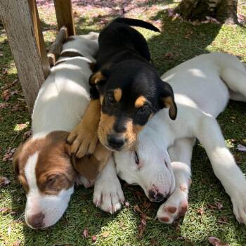 Gotti -  Mixed Breed Dog for Adoption in Hampton Bays, New York - Gotti | PetCurious