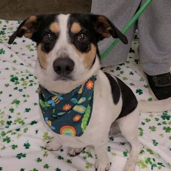 Beagle Dogs Available for Adoption in West Point, Mississippi - Phillip | PetCurious