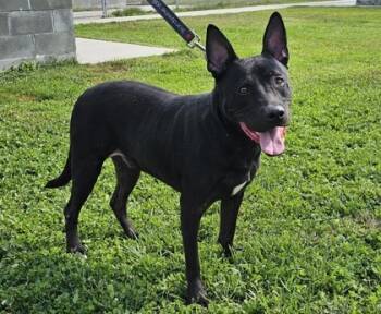 Rescue Mixed Breed Dogs for Adoption in West Chester, Pennsylvania - Jelly Rollover Fka Dog 16 | PetCurious