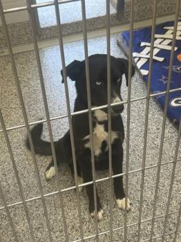 BALOO -  Mixed Breed Dog for Adoption in Palmetto, Florida - BALOO | PetCurious