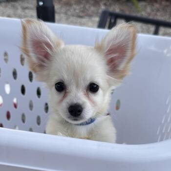 Boomer - Liittke Puppy Boy -  Chiweenie Dog for Adoption - Boomer - Liittke Puppy Boy | PetCurious