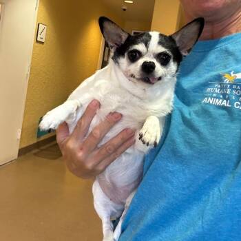 Mixed Breed Dogs Available for Adoption - Gertie | PetCurious