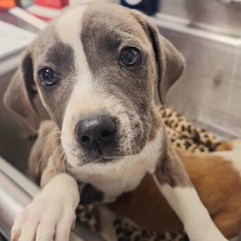 Hound Dogs Available for Adoption in Birmingham, Alabama - Jewel | PetCurious