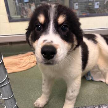 Langdon -  Great Pyrenees and Mixed Breed Dog for Adoption in Charlottesville, Virginia - Langdon | PetCurious