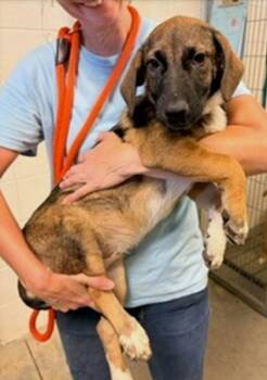 Julie -  Mixed Breed Dog for Adoption in Morristown, New Jersey - Julie | PetCurious